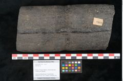 Foto (Objekt + Etikett) von Calamites sp.  (NHMW-GEO-2024-0188-11161)